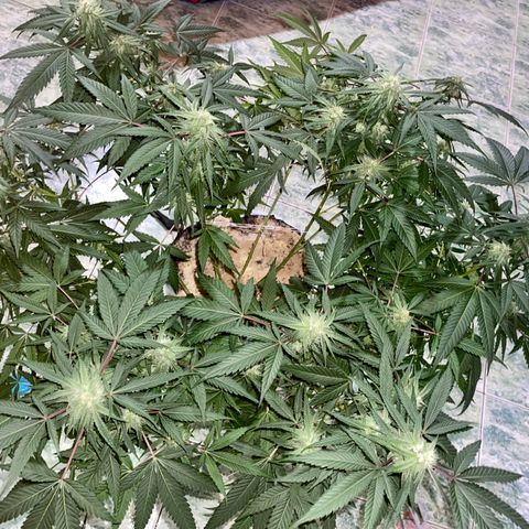 Shining candy  growlog timeline photo