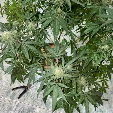 Shining candy  growlog timeline photo