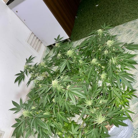 Shining candy  growlog timeline photo