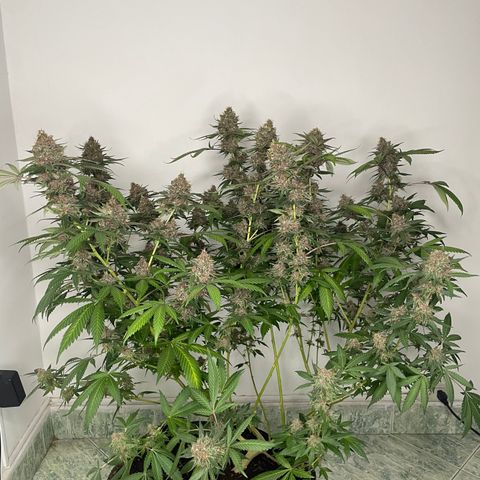 Tropicana Cookies Purple growlog timeline photo