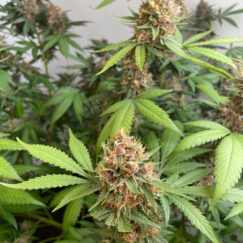 Tropicana Cookies Purple growlog timeline photo