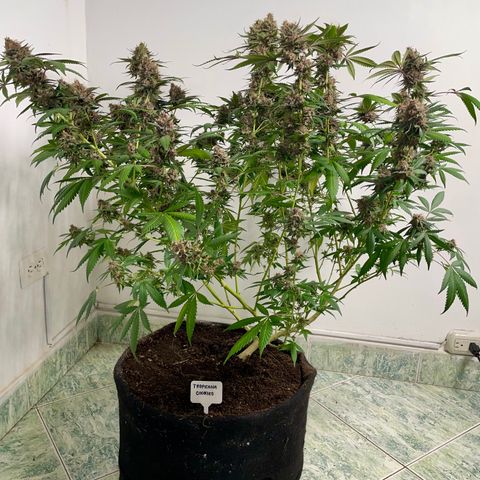 Tropicana Cookies Purple growlog timeline photo