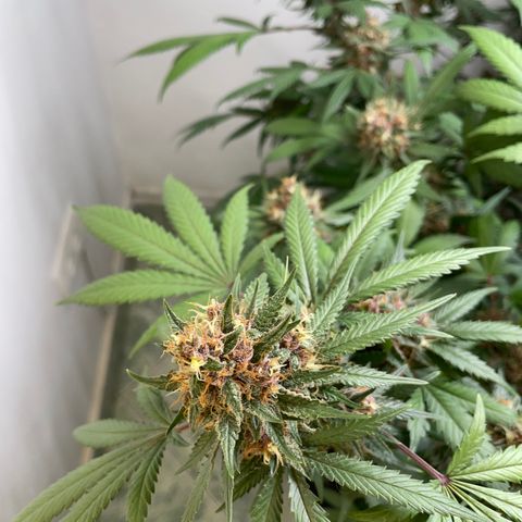 Tropicana Cookies Purple growlog timeline photo