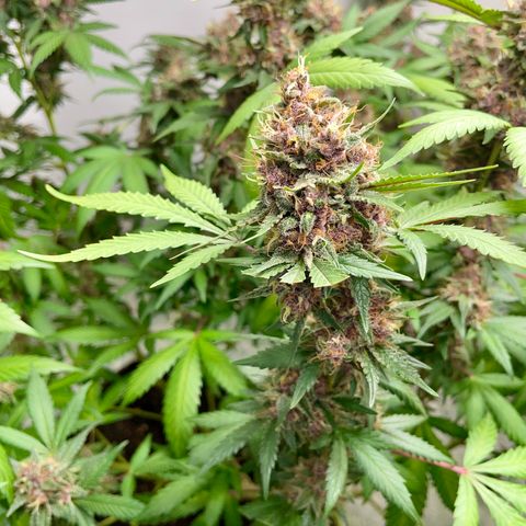 Tropicana Cookies Purple growlog timeline photo