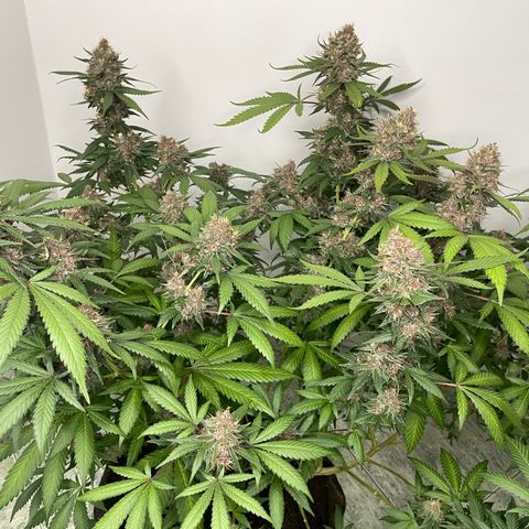 Tropicana Cookies Purple growlog timeline photo