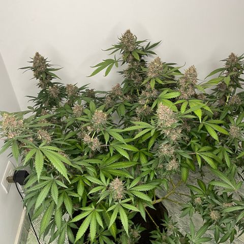 Tropicana Cookies Purple growlog timeline photo