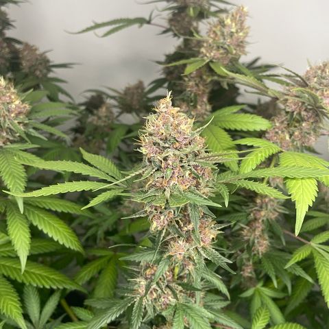 Tropicana Cookies Purple growlog timeline photo