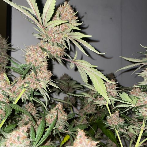 Tropicana Cookies Purple growlog timeline photo