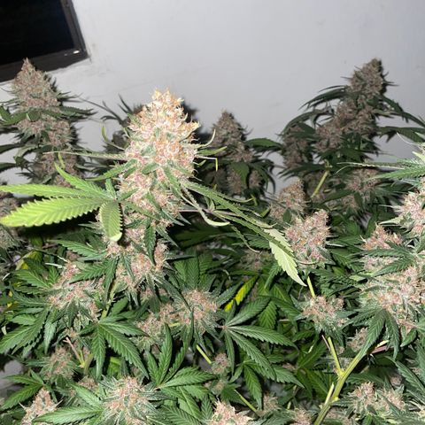 Tropicana Cookies Purple growlog timeline photo