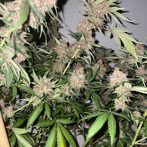 Tropicana Cookies Purple growlog timeline photo