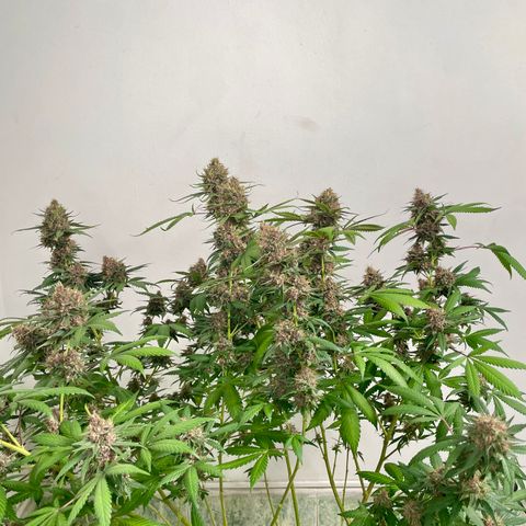 Tropicana Cookies Purple growlog timeline photo