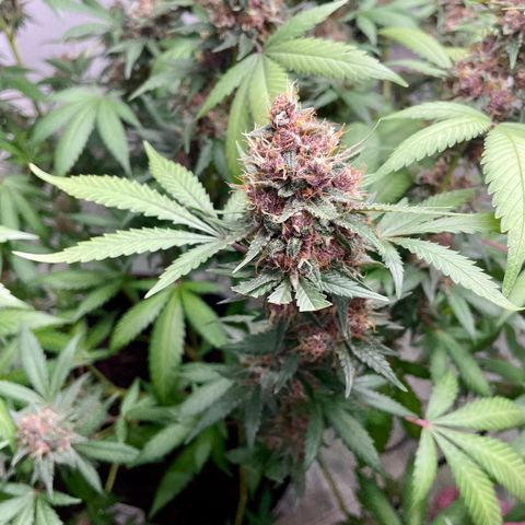 Tropicana Cookies Purple growlog timeline photo