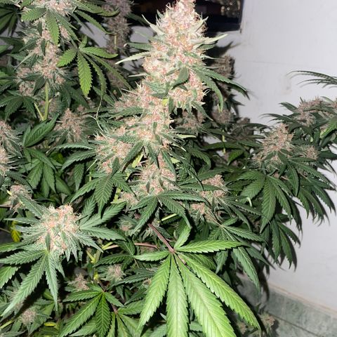 Tropicana Cookies Purple growlog timeline photo