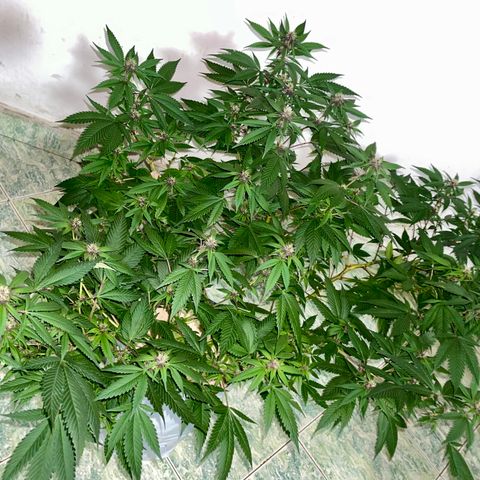 Purple Punch  growlog timeline photo