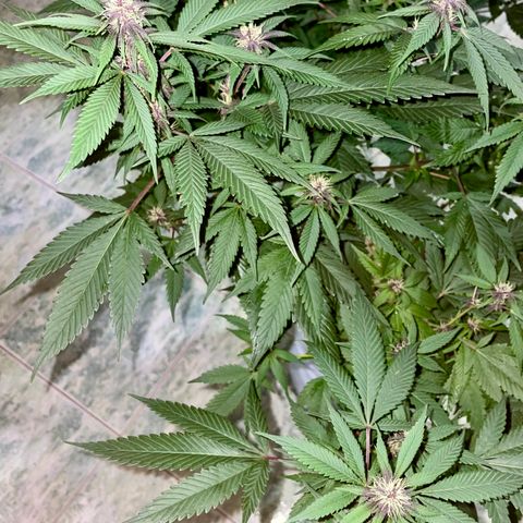 Purple Punch  growlog timeline photo