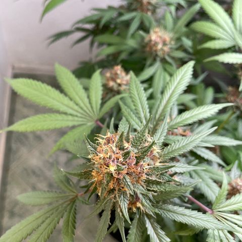Tropicana Cookies Purple growlog timeline photo
