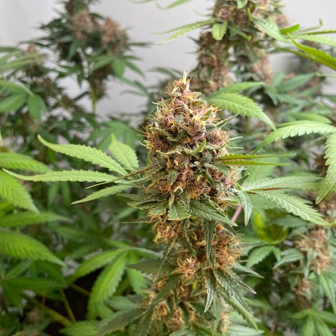 Tropicana Cookies Purple growlog timeline photo