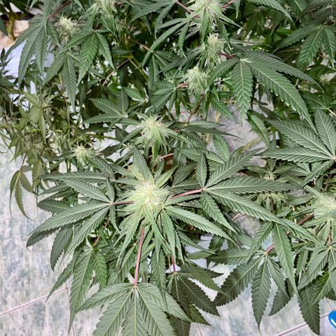 Shining candy  growlog timeline photo