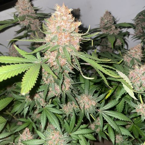 Tropicana Cookies Purple growlog timeline photo
