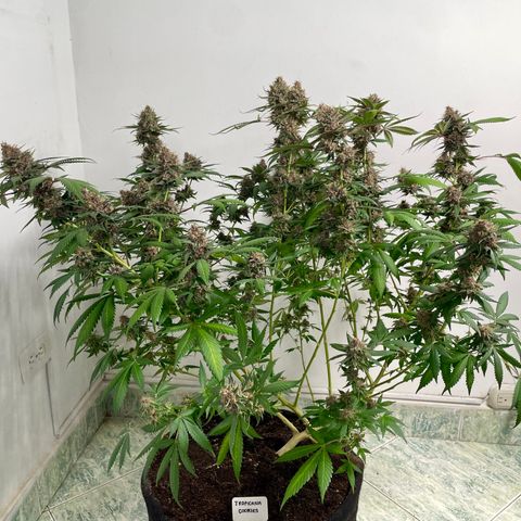Tropicana Cookies Purple growlog timeline photo