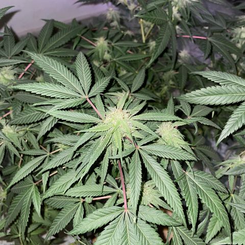 Shining candy  growlog timeline photo