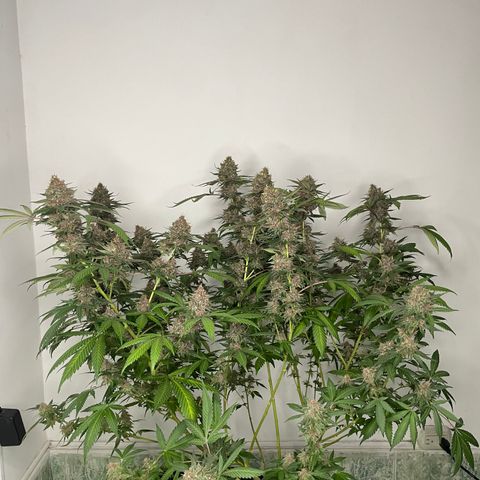 Tropicana Cookies Purple growlog timeline photo