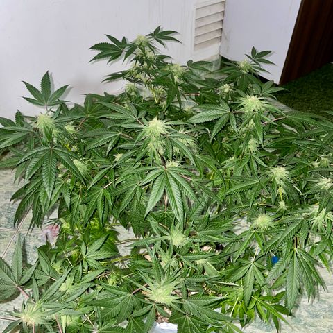 Shining candy  growlog timeline photo