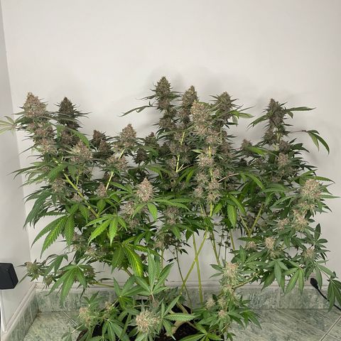 Tropicana Cookies Purple growlog timeline photo