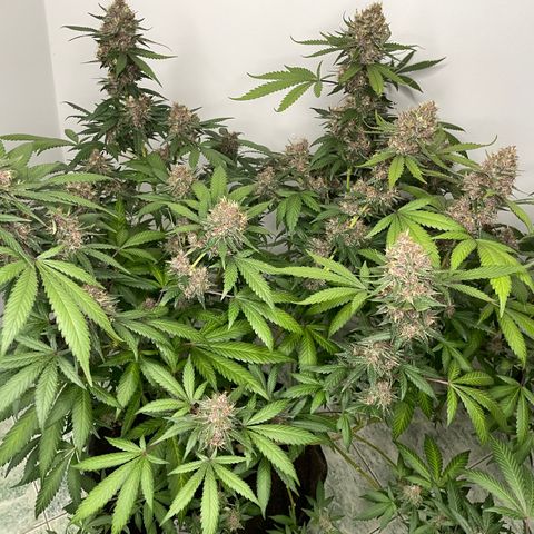 Tropicana Cookies Purple growlog timeline photo