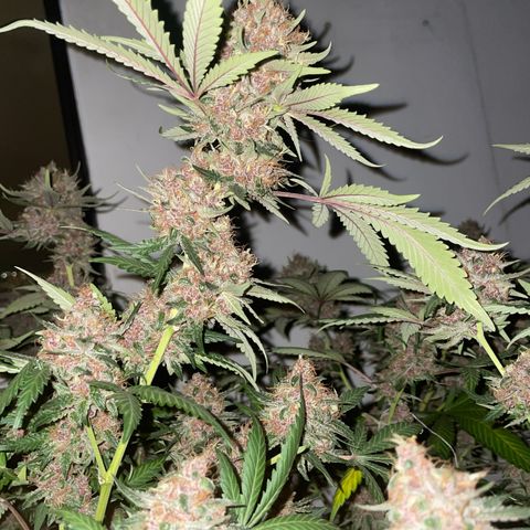 Tropicana Cookies Purple growlog timeline photo