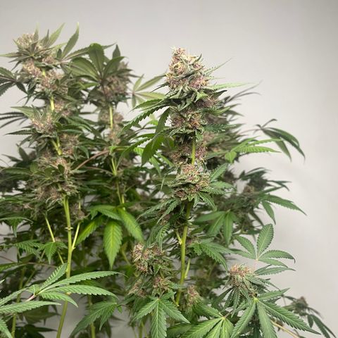 Tropicana Cookies Purple growlog timeline photo