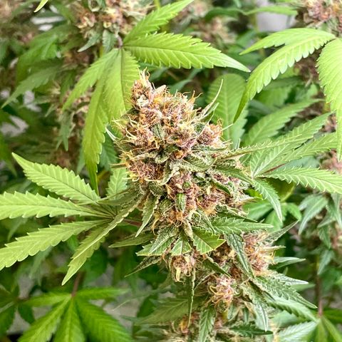 Tropicana Cookies Purple growlog timeline photo