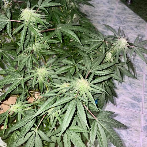 Shining candy  growlog timeline photo