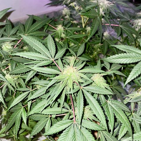 Shining candy  growlog timeline photo