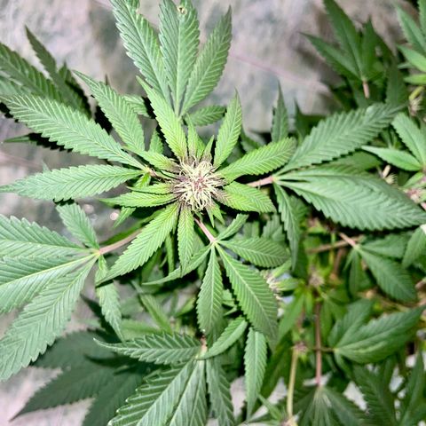 Purple Punch  growlog timeline photo