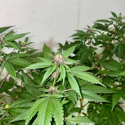 Purple Punch  growlog timeline photo