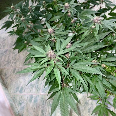 Purple Punch  growlog timeline photo
