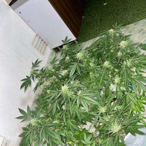 Shining candy  growlog timeline photo