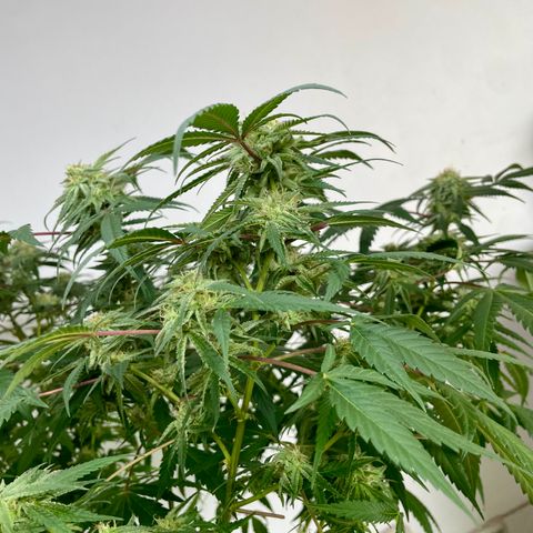 Shining candy  growlog timeline photo