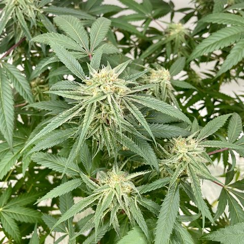Shining candy  growlog timeline photo