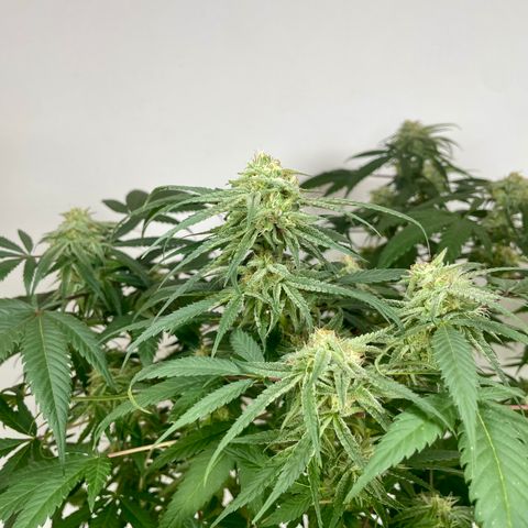 Shining candy  growlog timeline photo