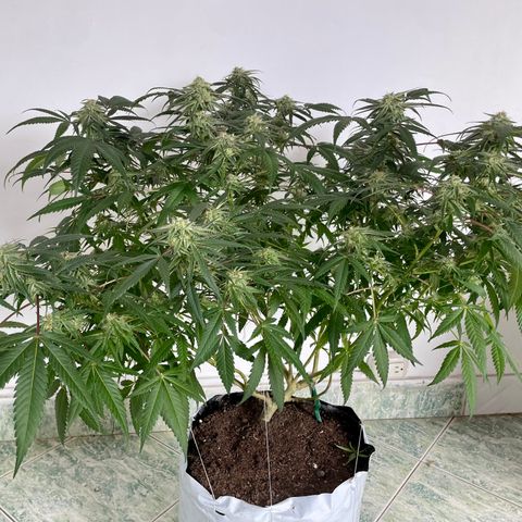 Shining candy  growlog timeline photo