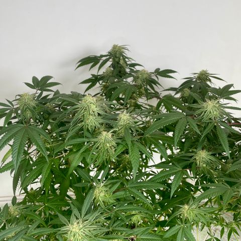 Shining candy  growlog timeline photo