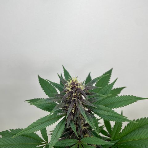 Purple Punch  growlog timeline photo