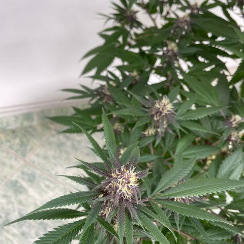 Purple Punch  growlog timeline photo