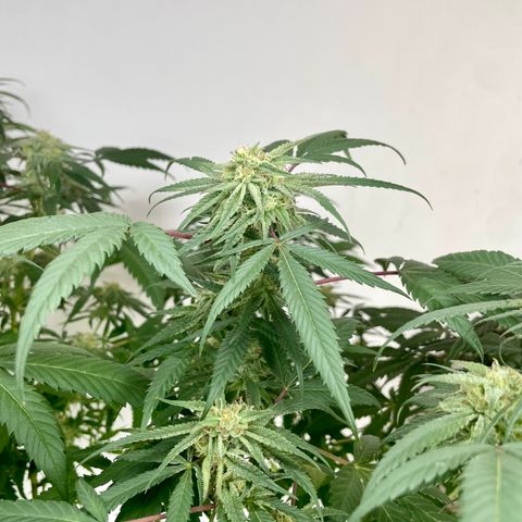 Shining candy  growlog timeline photo