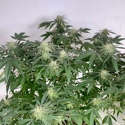 Shining candy  growlog timeline photo