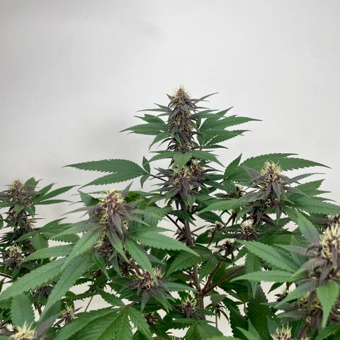 Purple Punch  growlog timeline photo