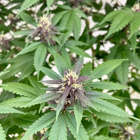 Purple Punch  growlog timeline photo