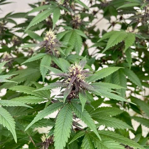 Purple Punch  growlog timeline photo